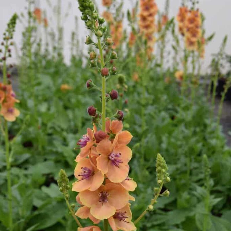 Verbascum 'Clementine' ---